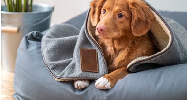 Creating A Great Pet Nook With Custom Cabinets